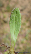 Plantago rhodosperma