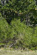 Borrichia arborescens