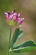 Trifolium depauperatum var. truncatum