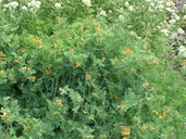 Corydalis micrantha ssp. micrantha