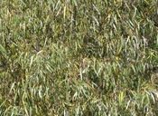Salix bonplandiana