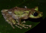Malagasy Mossy Frog