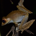 Malagasy Bright-eyed Frog
