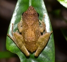 Boulenger's Frog