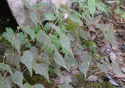 Bigonia gracilis
