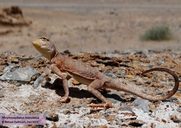 Black-tailed Toad Agama