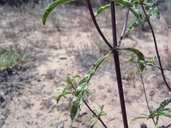 Monardella sinuata ssp. sinuata