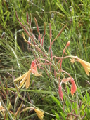 Oenothera anomala
