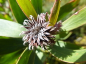 Leucospermum cordifolium