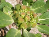 Hairy-toothed Spurge