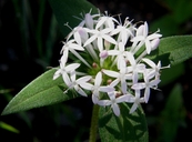 Crusea longiflora