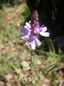 Chihuahuan Vervain