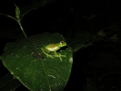 Las Gralarias Glassfrog