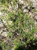 Comarostaphylis polifolia