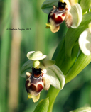 Ophrys umbilicata ssp. beerii