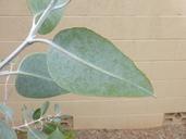 Eucalyptus woodwardii