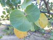 Senegalia crassifolia