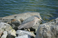 Nycticorax nycticorax obscurus