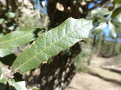 Quercus hypoleucoides