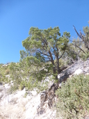 Pinus discolor