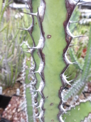 Euphorbia tescorum