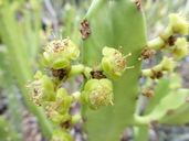 Euphorbia cussoniodes