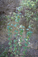 Ribes canthariforme
