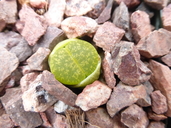 Lithops lesliei ssp. lesliei