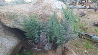 Pellaea mucronata ssp. californica