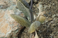 Caulanthus amplexicaulis var. barbarae