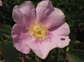 Rosa nutkana ssp. macdougallii