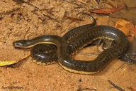 Macleay's Water Snake