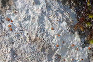 (kind Of) Orange Dot Lichen