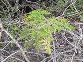 Common Asparagus Fern
