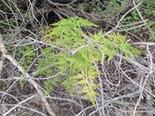 Asparagus setaceus