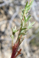 Gilia flavocincta