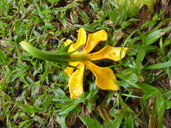 Gardenia tubifera