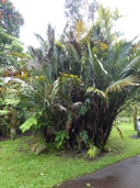 Formosa Palm