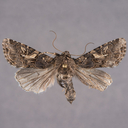 Spodoptera praefica