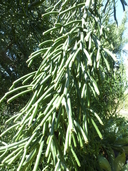 Euphorbia tirucall