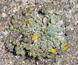 Physaria peninsularis