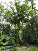 Big Leaf Palm