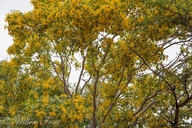 Pterocarpus rotundifolius