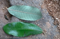 Parinari curatellifolia