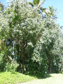 Syzygium cumini