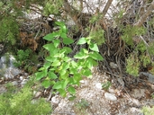 Croton fruticulosus