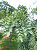 Cassia javanica
