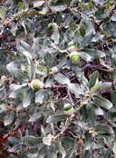 Quercus mohriana