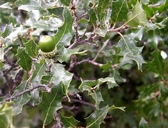 Quercus pungens