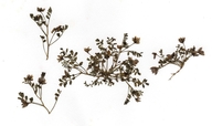 Astragalus tener var. titi